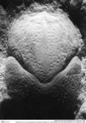Historisches Foto von Eopaguropsis schindewolfi (Fraaije et al., 2019) (NHMW-AFW-GEO-BACHMAYER-FOTO-1990-0041-3369)